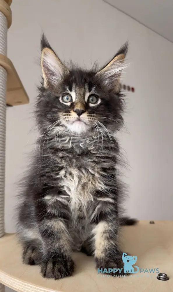 Lord Maine Coon male black tabby live animals