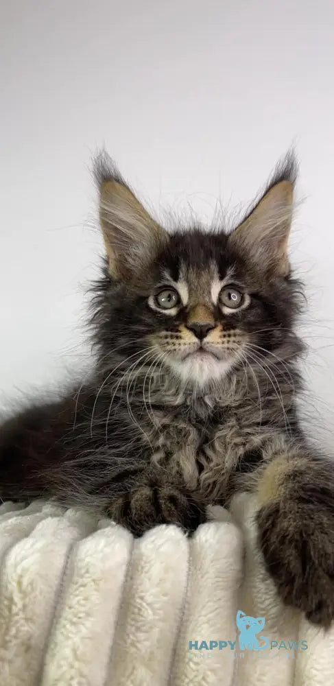 Lord Maine Coon male black tabby live animals