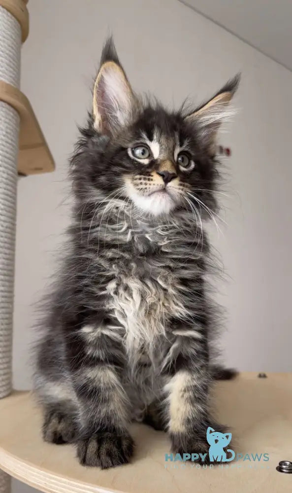 Lord Maine Coon male black tabby live animals
