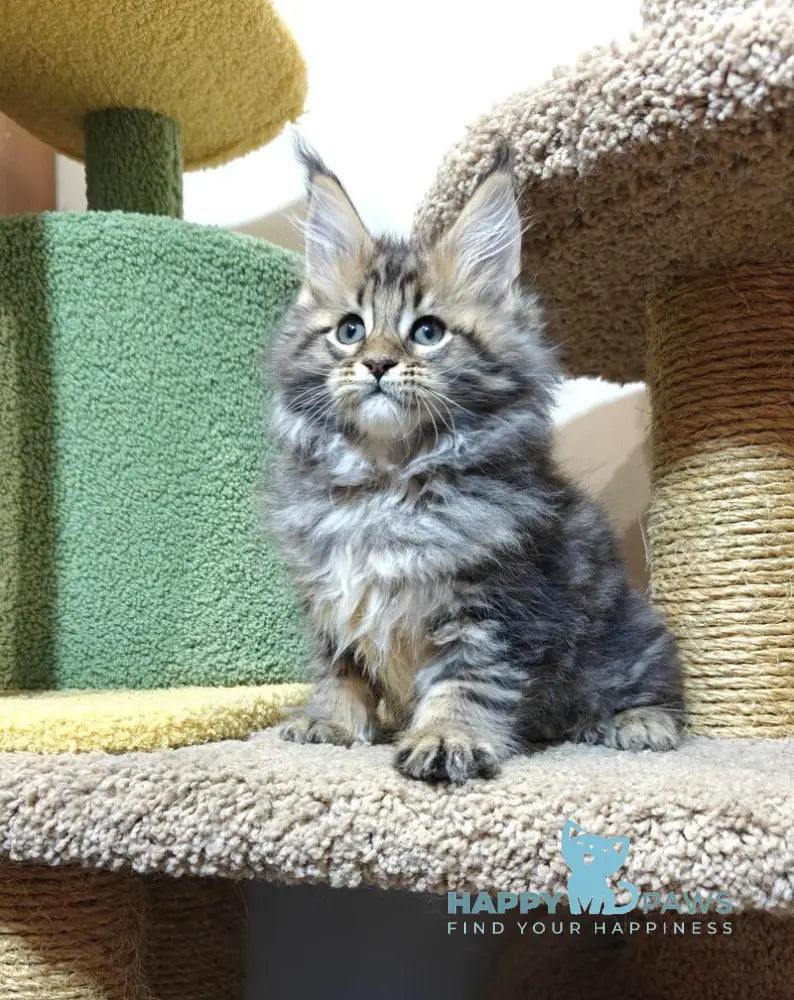 Lord Maine Coon male black tabby live animals