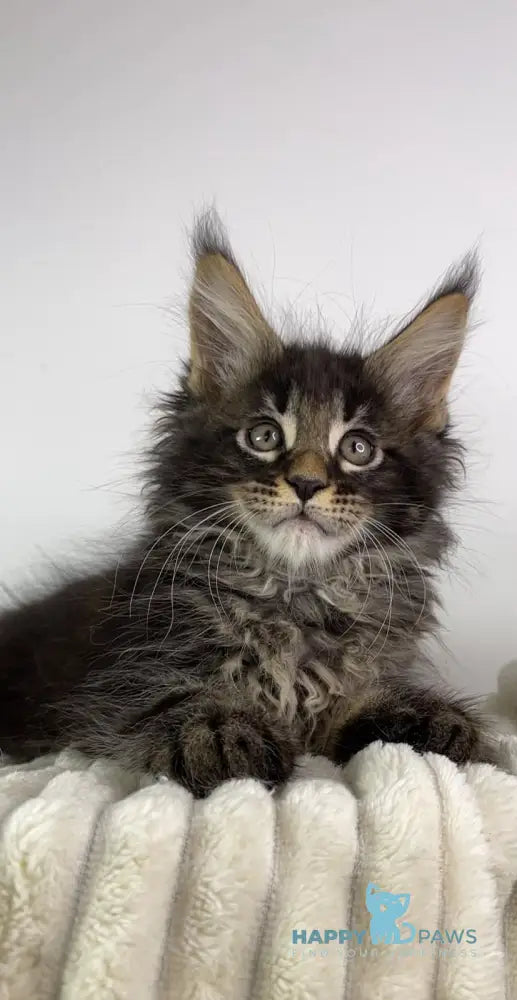 Lord Maine Coon male black tabby live animals