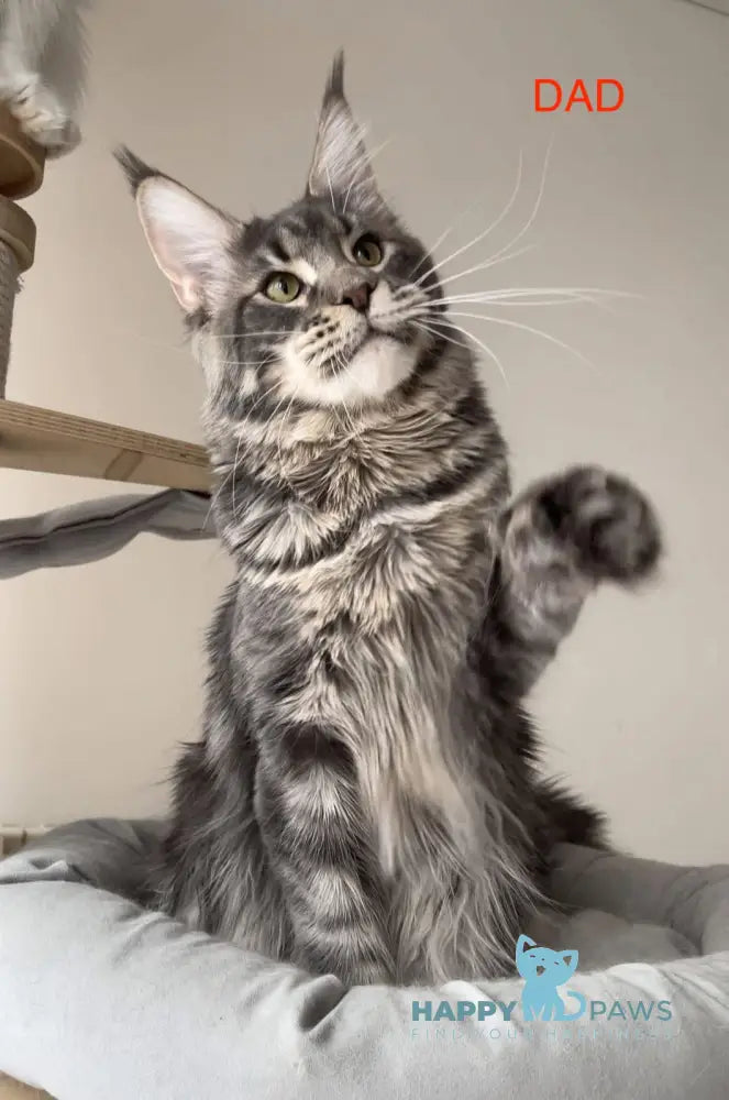 Lord Maine Coon male black tabby live animals