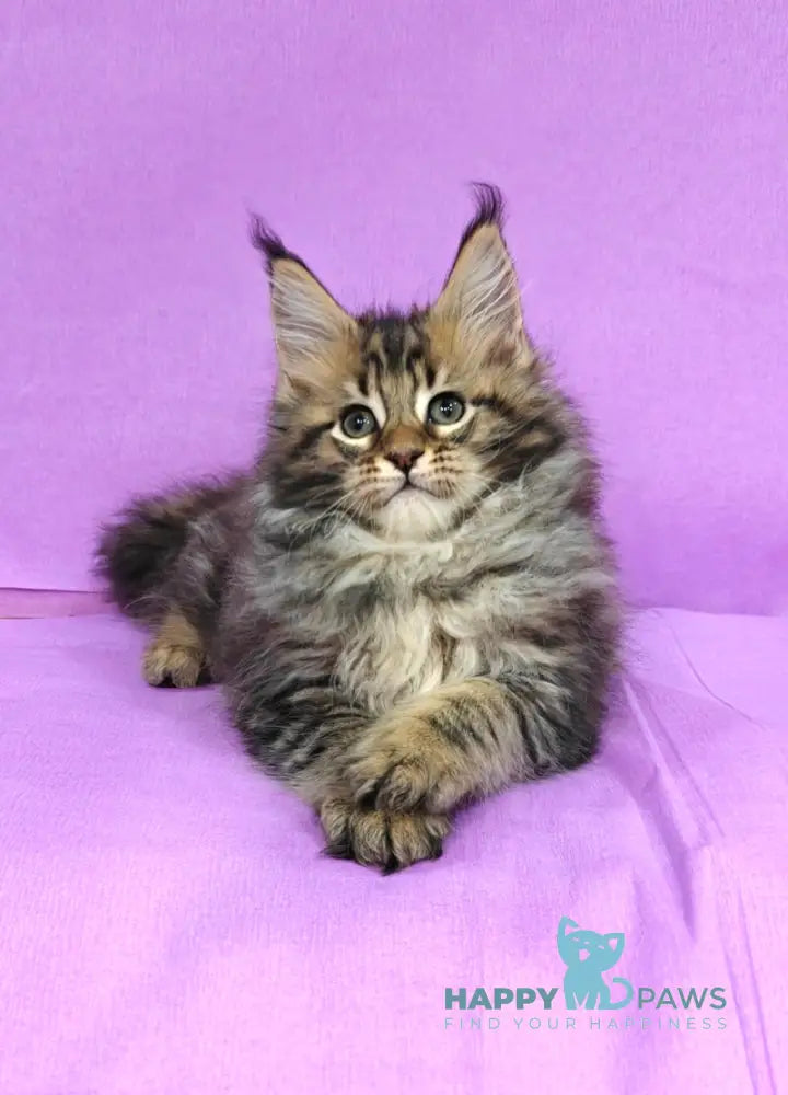 Lord Maine Coon male black tabby live animals