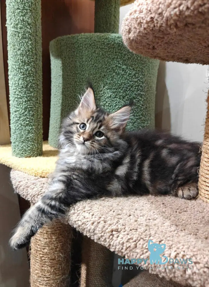 Lord Maine Coon male black tabby live animals
