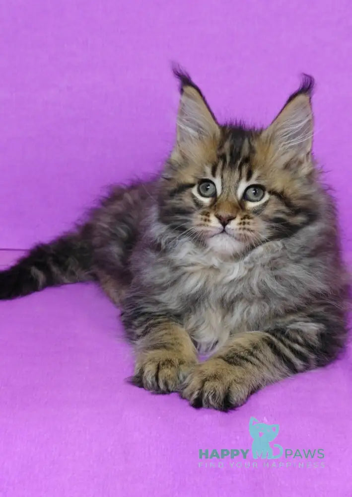 Lord Maine Coon male black tabby live animals