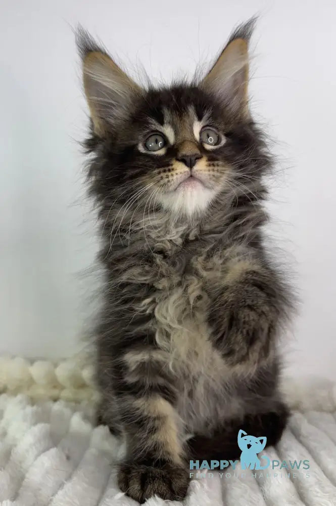 Lord Maine Coon male black tabby live animals