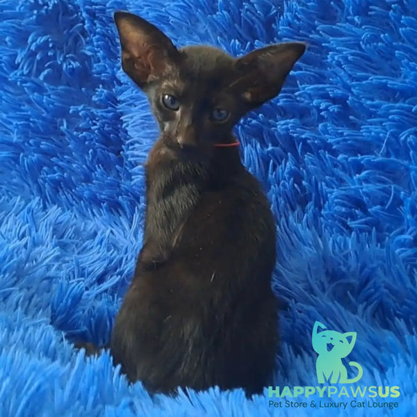 Lord Oriental Shorthair male black - live animals