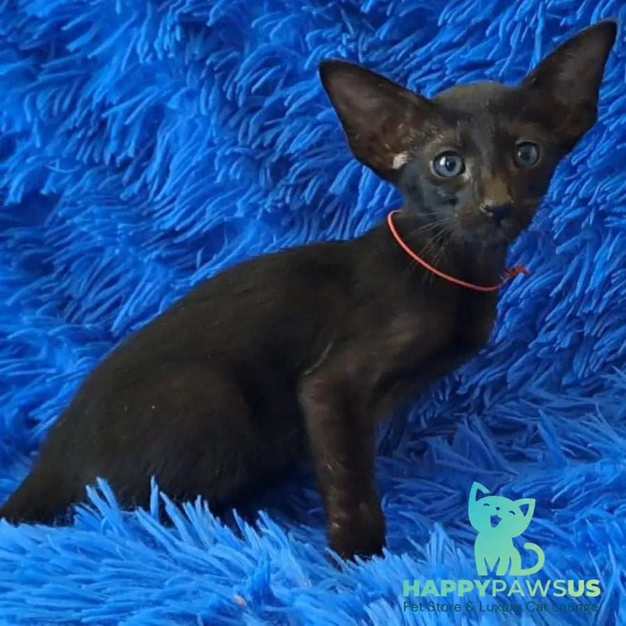 Lord Oriental Shorthair male black - live animals