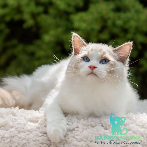 Lord Ragdoll male blue bicolour - live animals