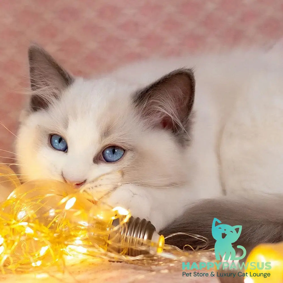 Lord Ragdoll male blue bicolour - live animals
