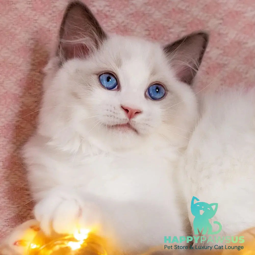 Lord Ragdoll male blue bicolour - live animals