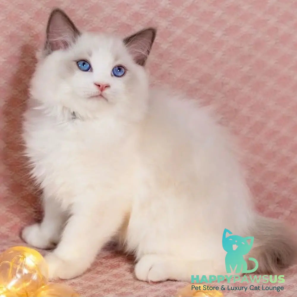 Lord Ragdoll male blue bicolour - live animals