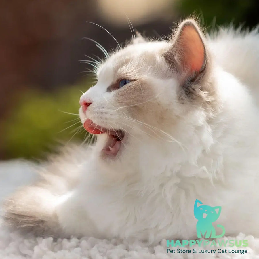Lord Ragdoll male blue bicolour - live animals