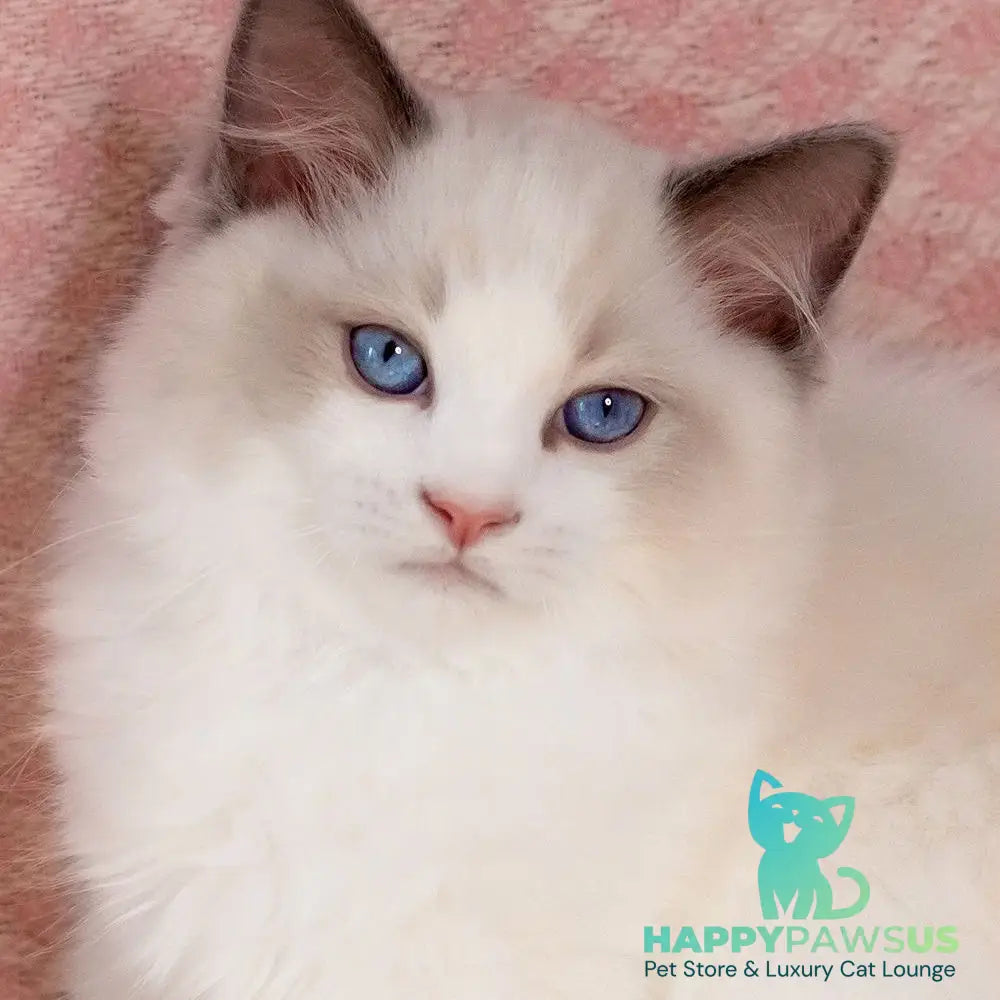 Lord Ragdoll male blue bicolour - live animals