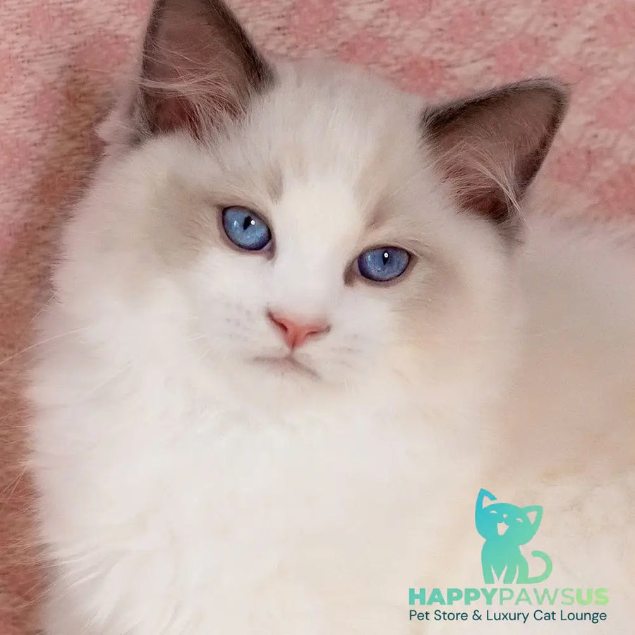 Lord Ragdoll male blue bicolour - live animals