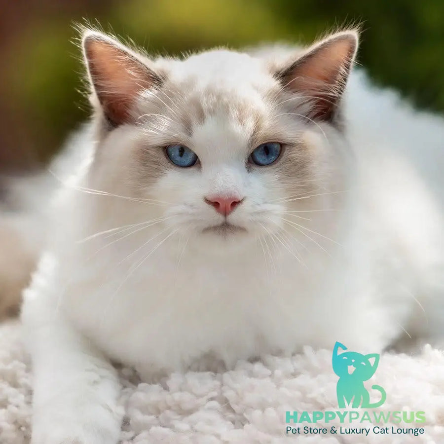 Lord Ragdoll male blue bicolour - live animals