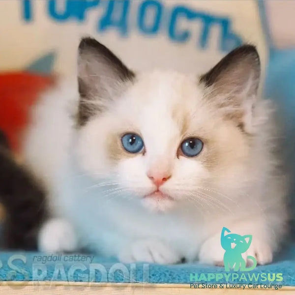 Lord Ragdoll male seal bicolour - live animals