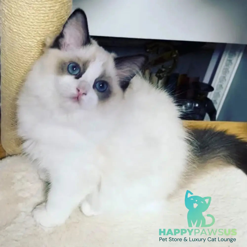 Lord Ragdoll male seal bicolour - live animals