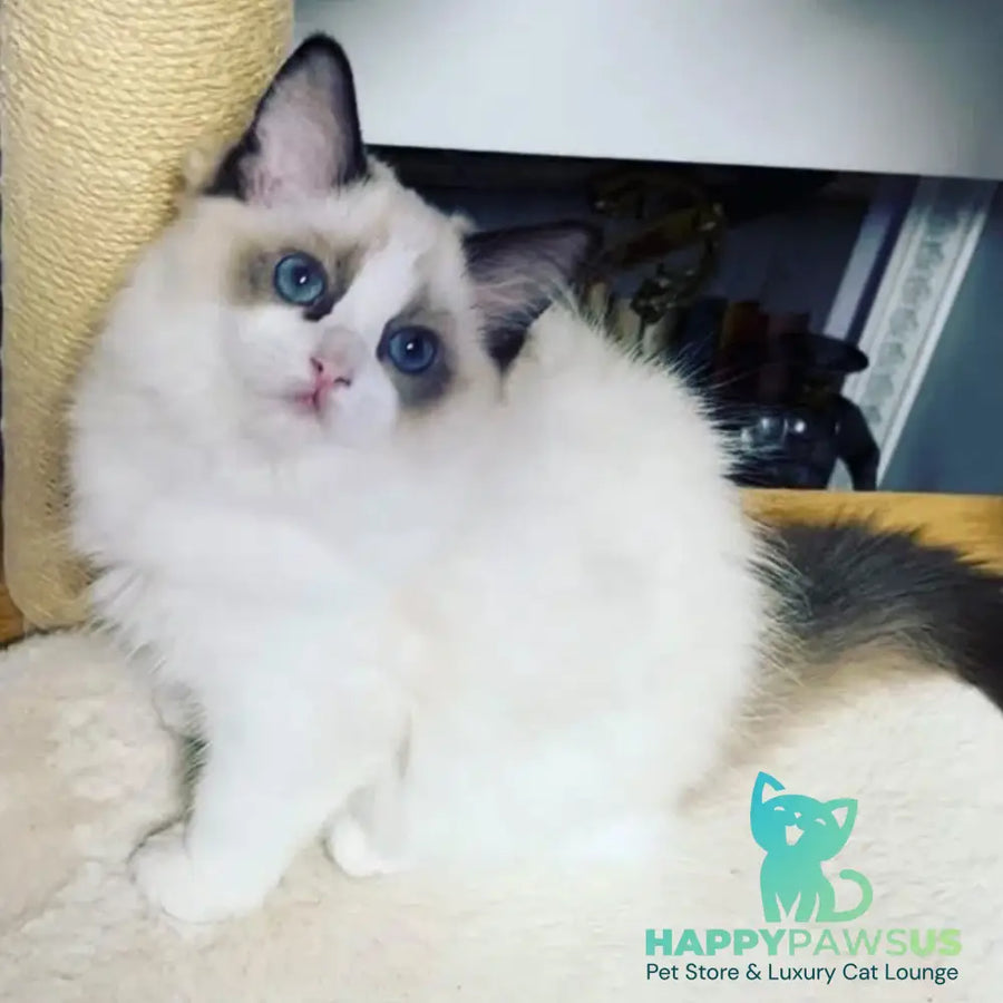 Lord Ragdoll male seal bicolour - live animals