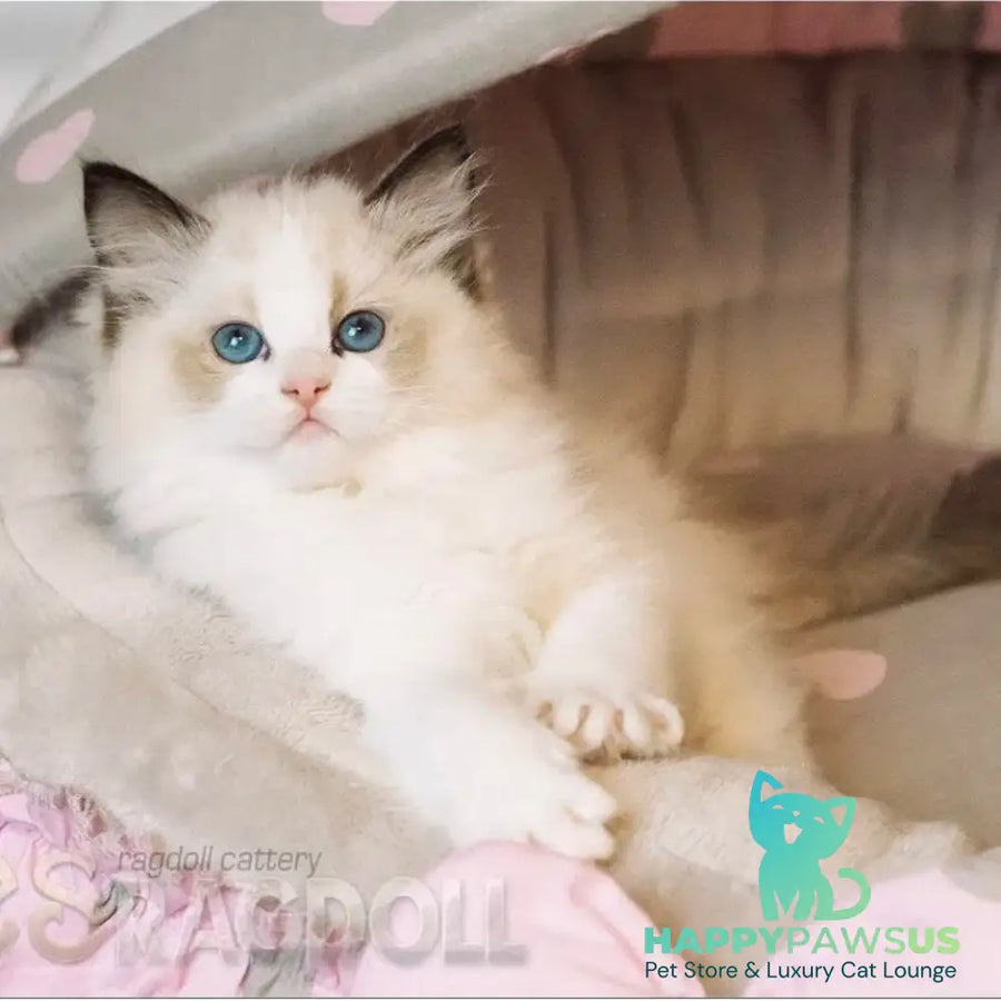 Lord Ragdoll male seal bicolour - live animals