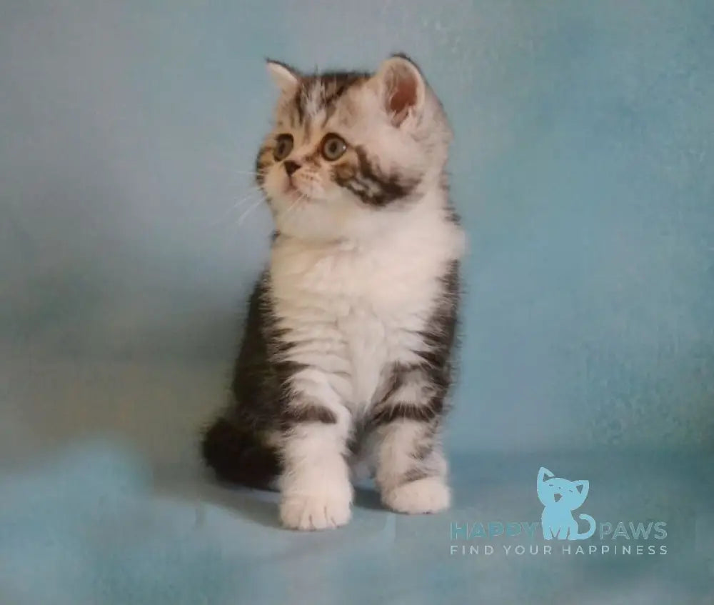 Lord Scottish Straight male black silver tabby bicolour live animals