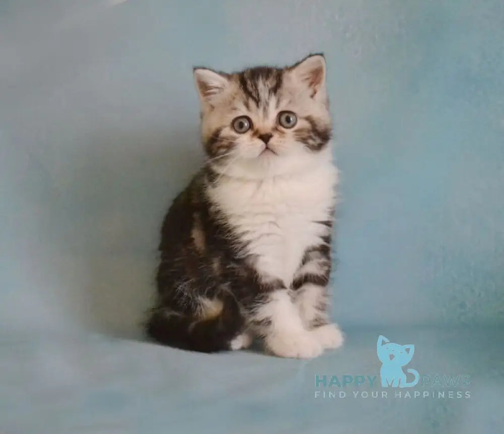 Lord Scottish Straight male black silver tabby bicolour live animals