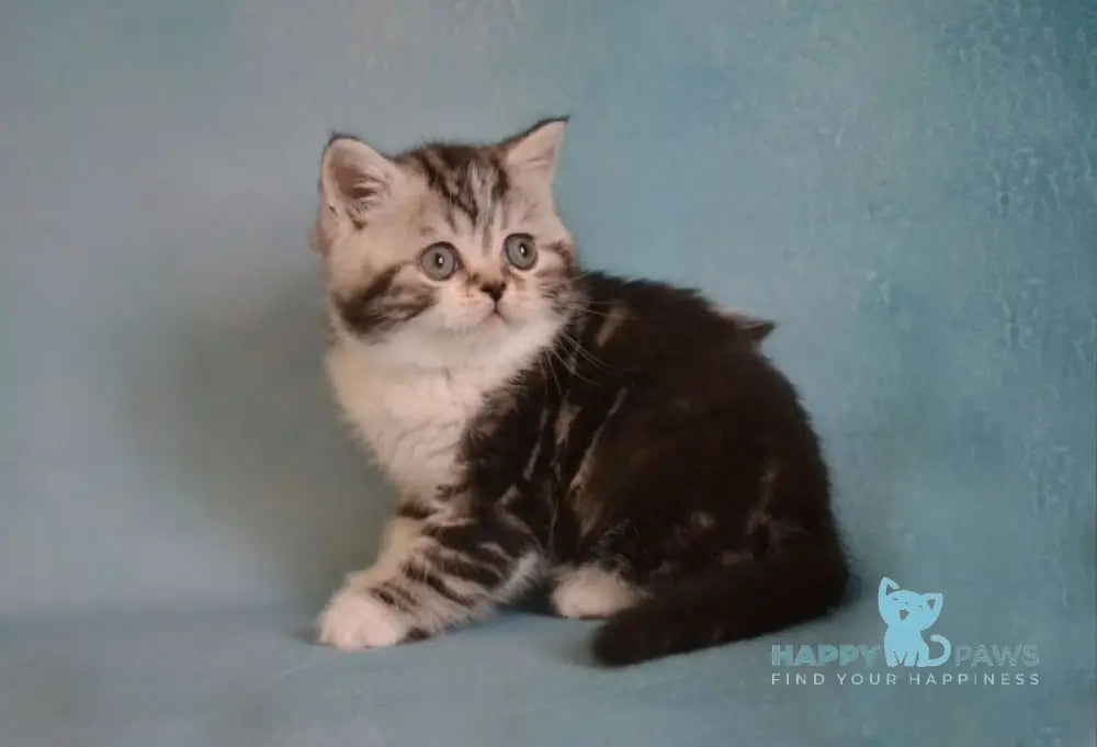 Lord Scottish Straight male black silver tabby bicolour live animals