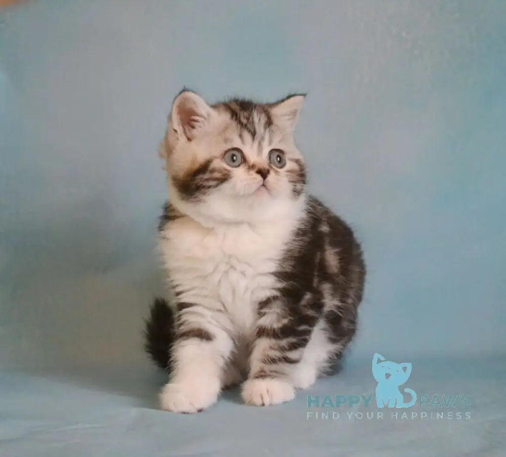 Lord Scottish Straight male black silver tabby bicolour live animals
