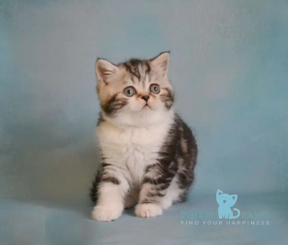 Lord Scottish Straight male black silver tabby bicolour live animals
