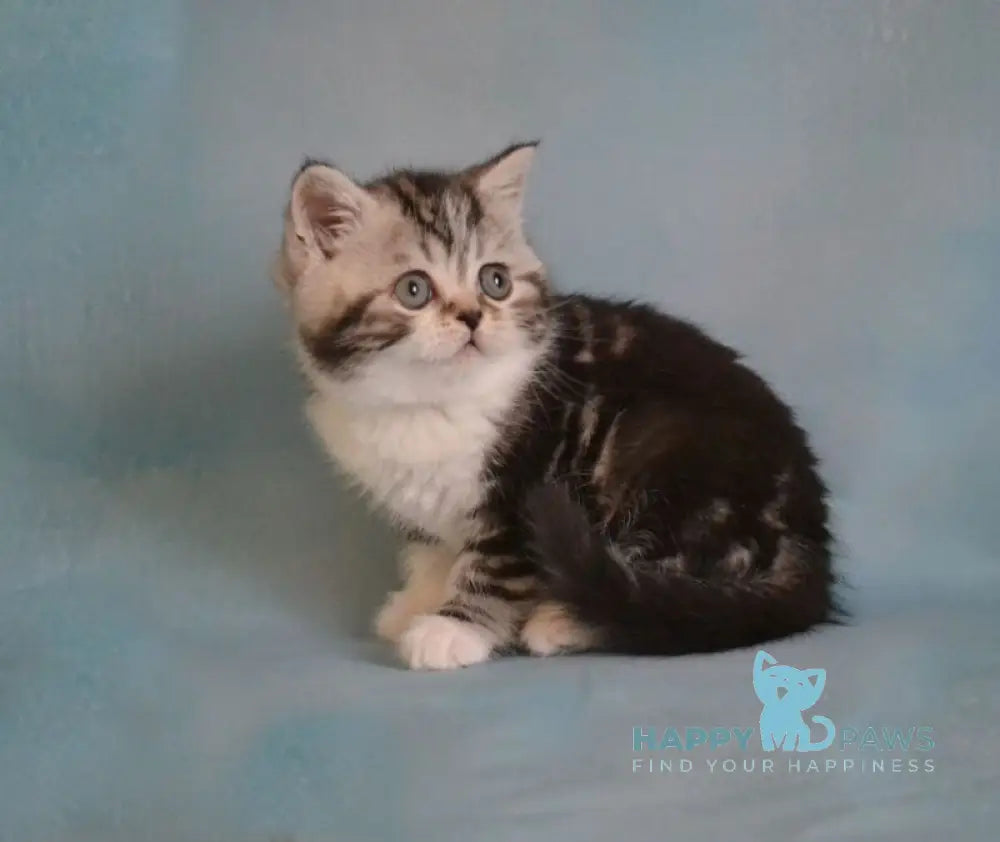 Lord Scottish Straight male black silver tabby bicolour live animals