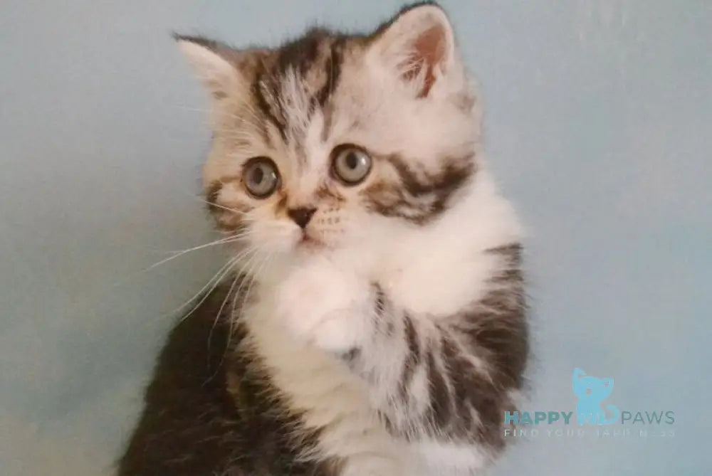 Lord Scottish Straight male black silver tabby bicolour live animals