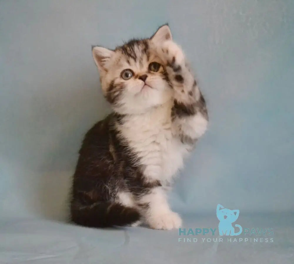 Lord Scottish Straight male black silver tabby bicolour live animals