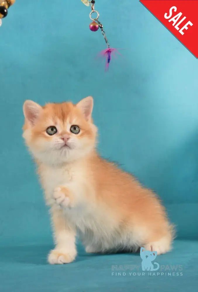 Loreen British Shorthair female black golden chinchilla live animals