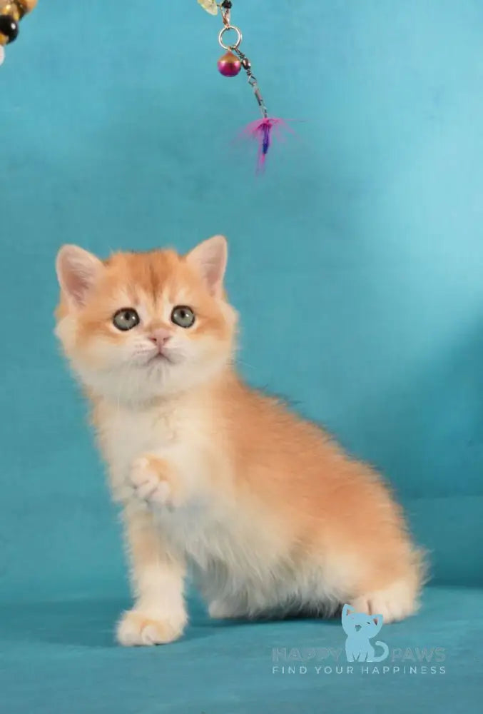 Loreen British Shorthair female black golden chinchilla live animals