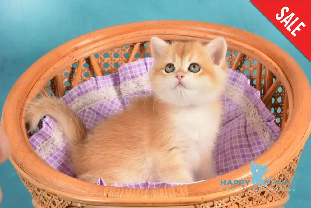 Loreen British Shorthair female black golden chinchilla live animals