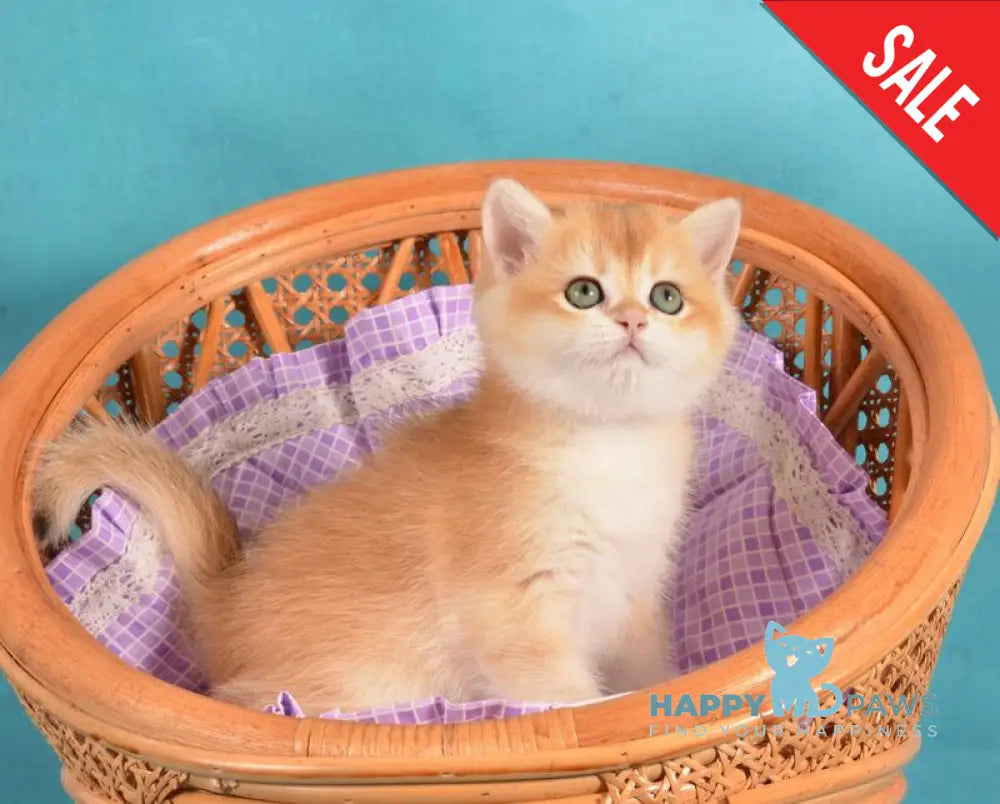 Loreen British Shorthair female black golden chinchilla live animals