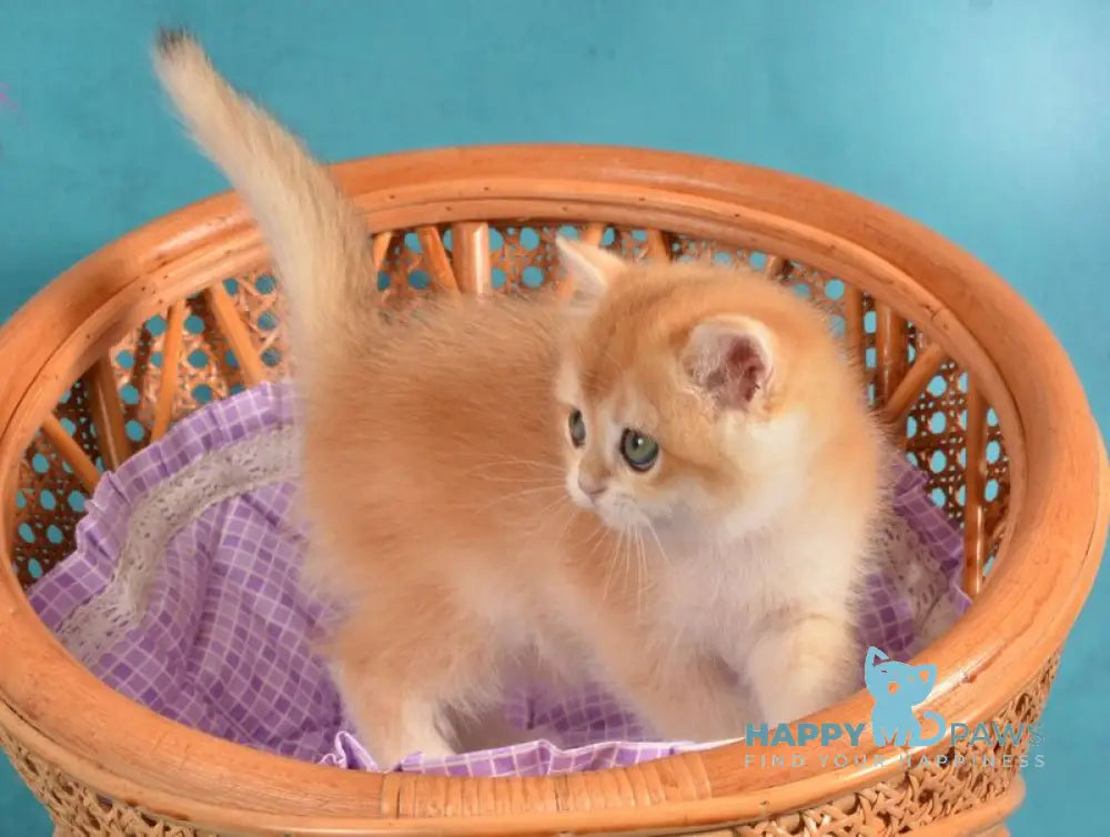 Loreen British Shorthair female black golden chinchilla live animals