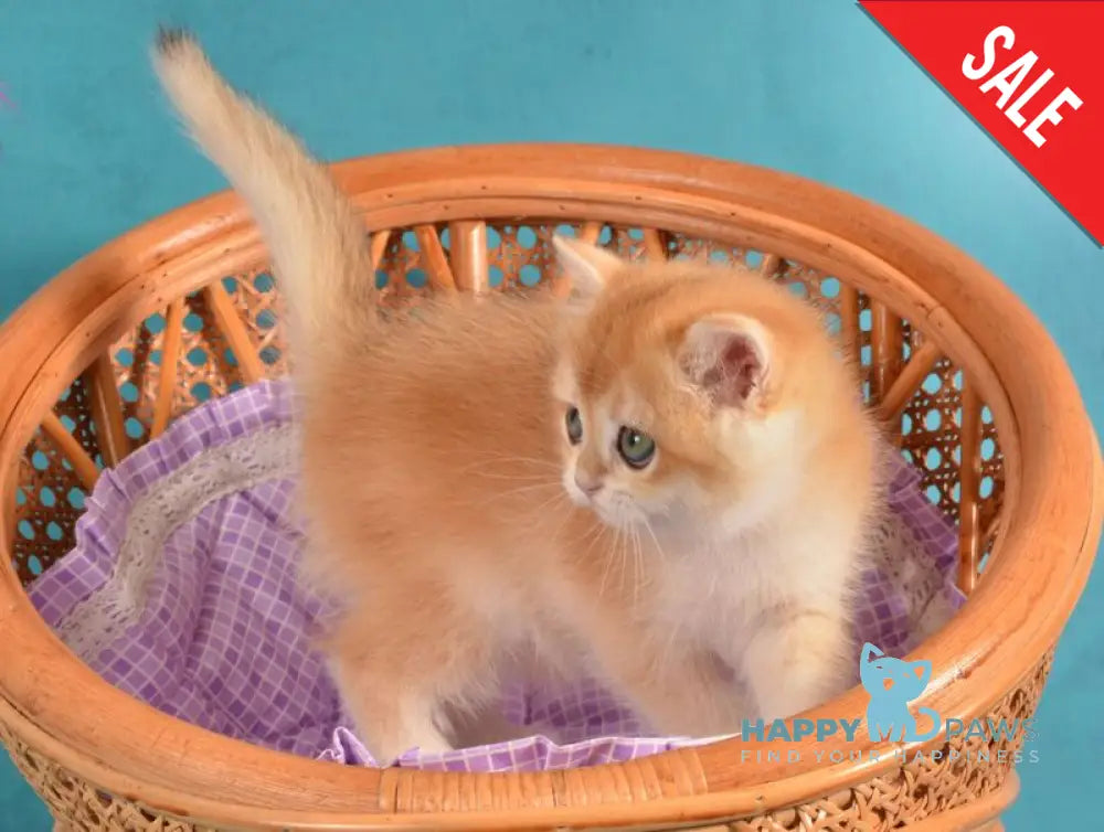 Loreen British Shorthair female black golden chinchilla live animals