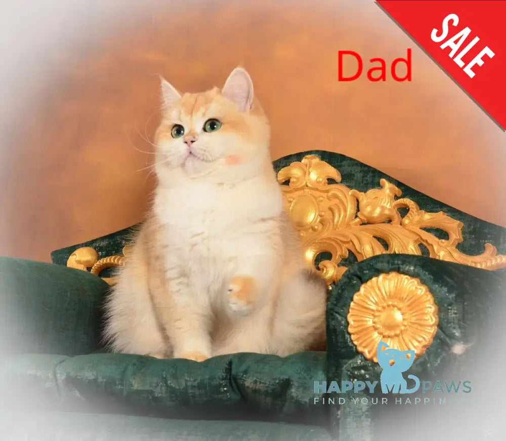 Loreen British Shorthair female black golden chinchilla live animals