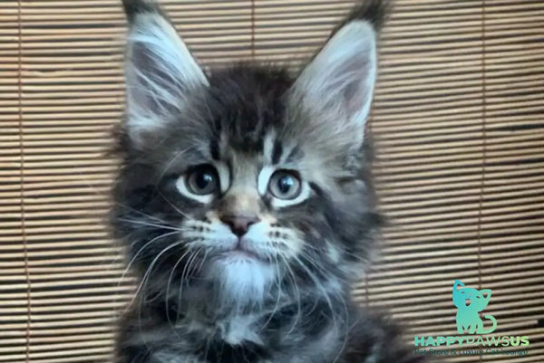 Lorelei Maine Coon female black tabby live animals