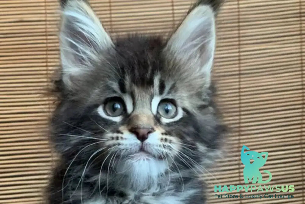 Lorelei Maine Coon female black tabby live animals