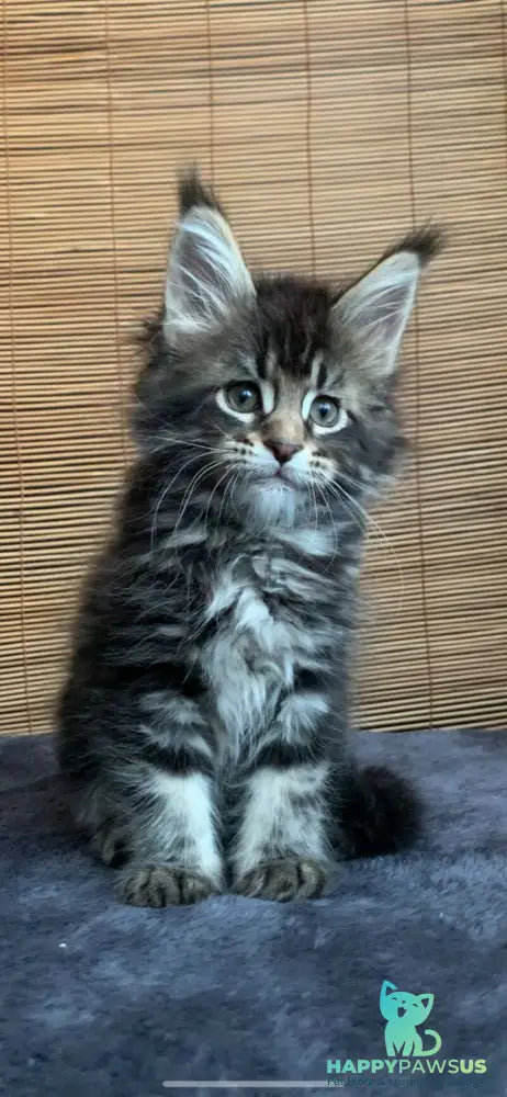 Lorelei Maine Coon female black tabby live animals