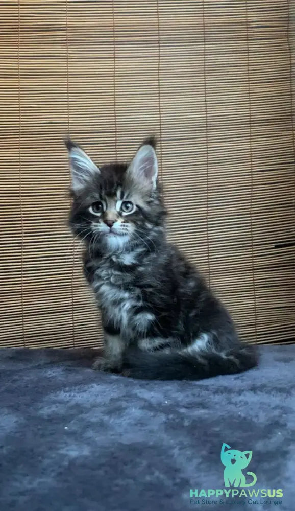 Lorelei Maine Coon female black tabby live animals