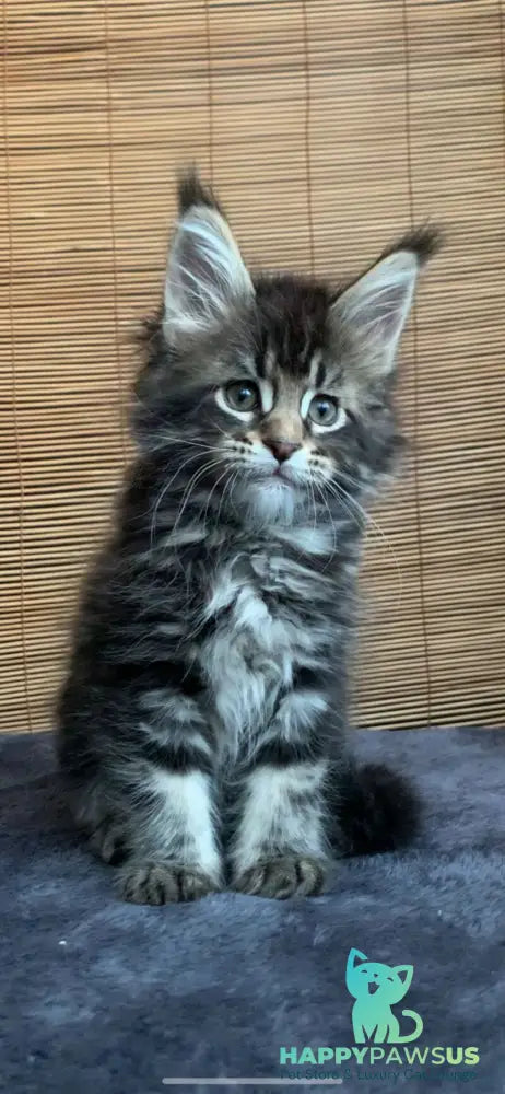 Lorelei Maine Coon female black tabby live animals