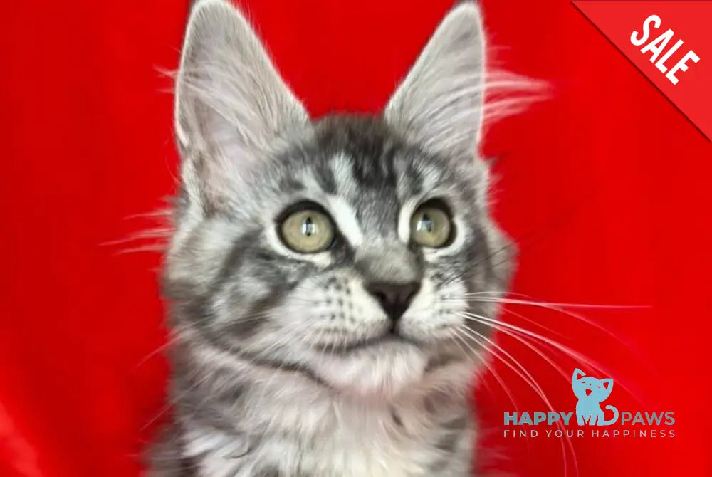 Loren Maine Coon female black tortie silver tabby live animals