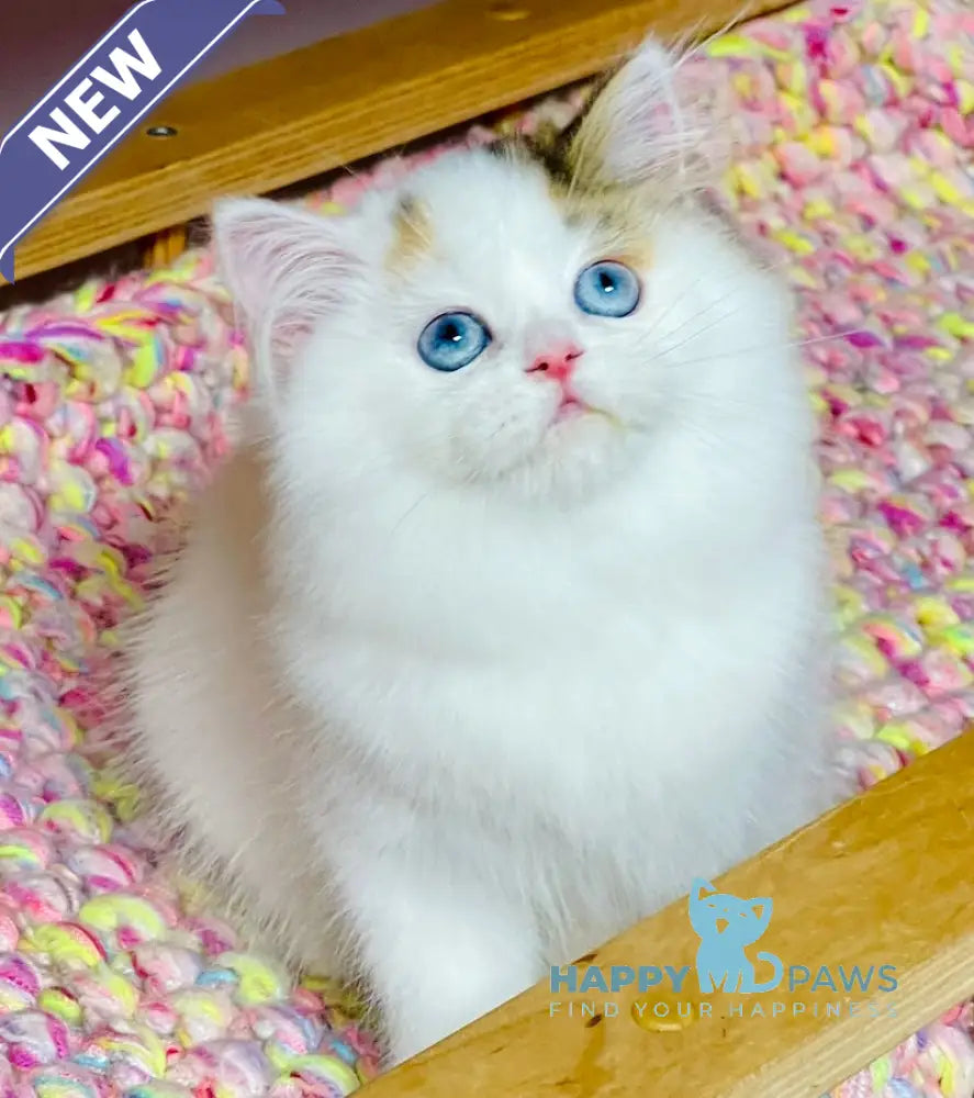 Loren Scottish Straight female black tortie harlequin tabby live animals