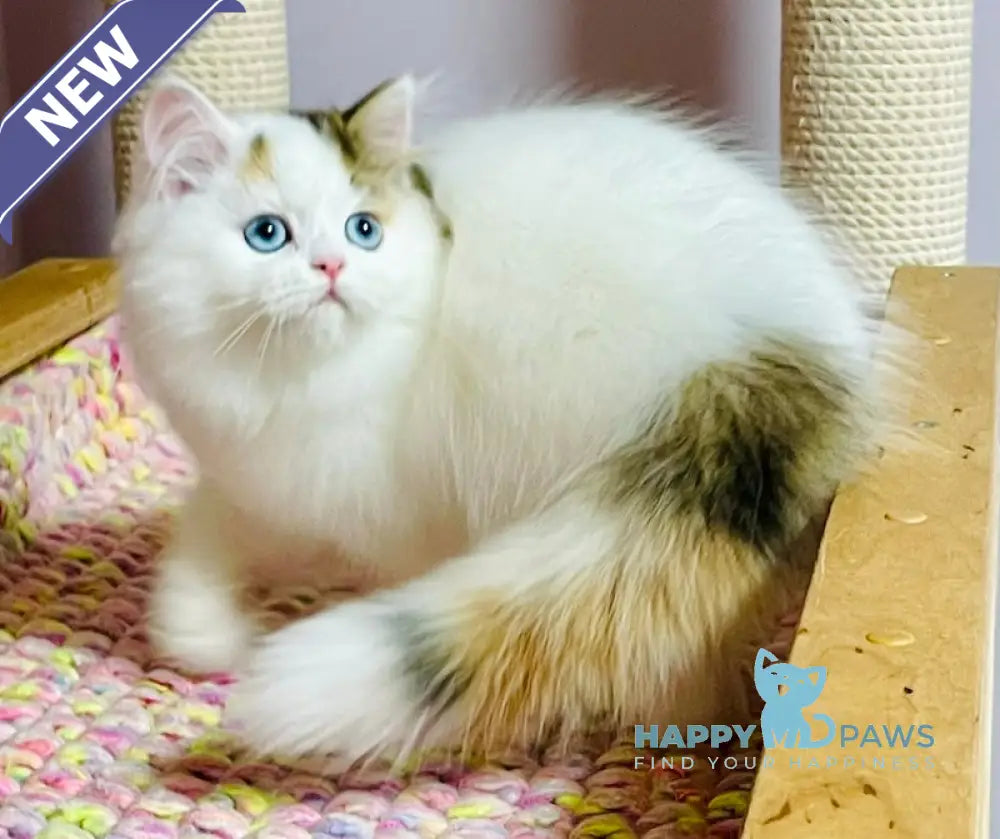Loren Scottish Straight female black tortie harlequin tabby live animals