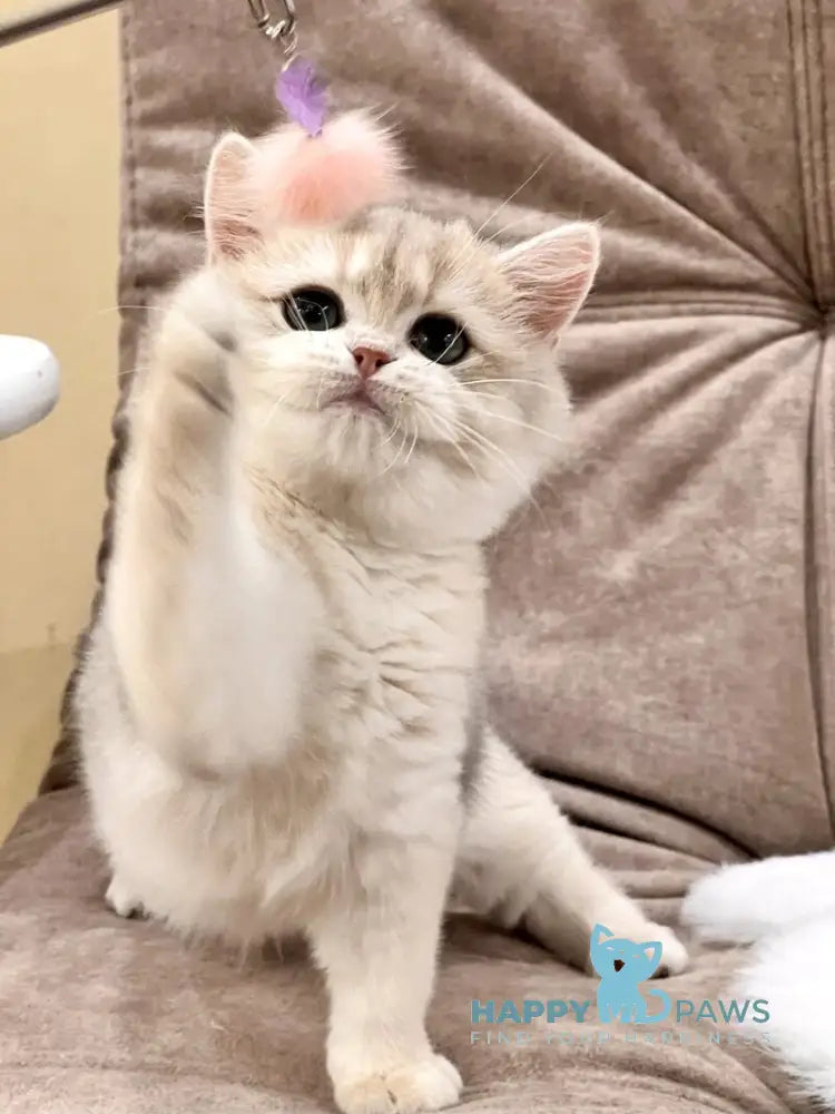 Lorens British Shorthair female blue golden chinchilla live animals