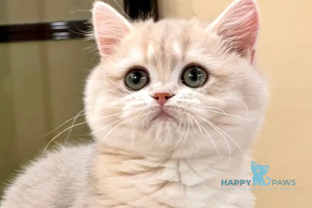 Lorens British Shorthair female blue golden chinchilla live animals