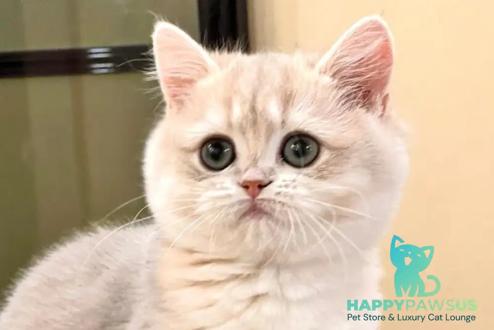 Lorens British Shorthair female blue golden chinchilla live animals
